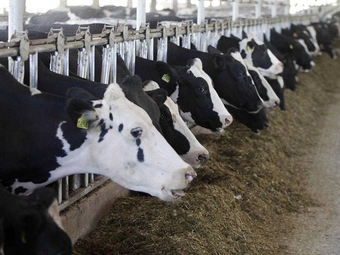 Are-milk-farms-profitable